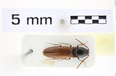 Foto (Dorsalansicht) von Procraerus bicolor (Platia & Gudenzi, 2002) (NHMW-ZOO-COL-0008421)